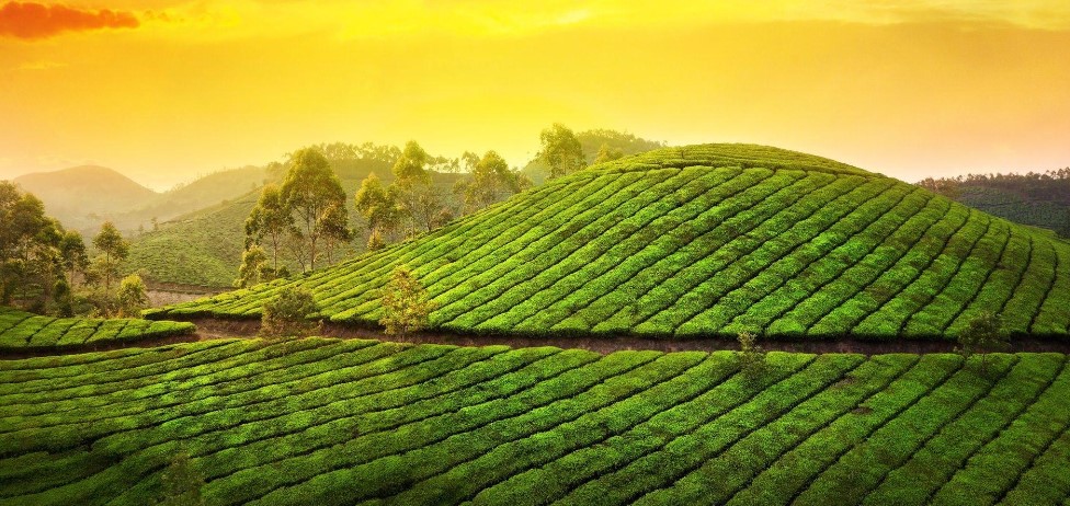 MADURAI - MUNNAR